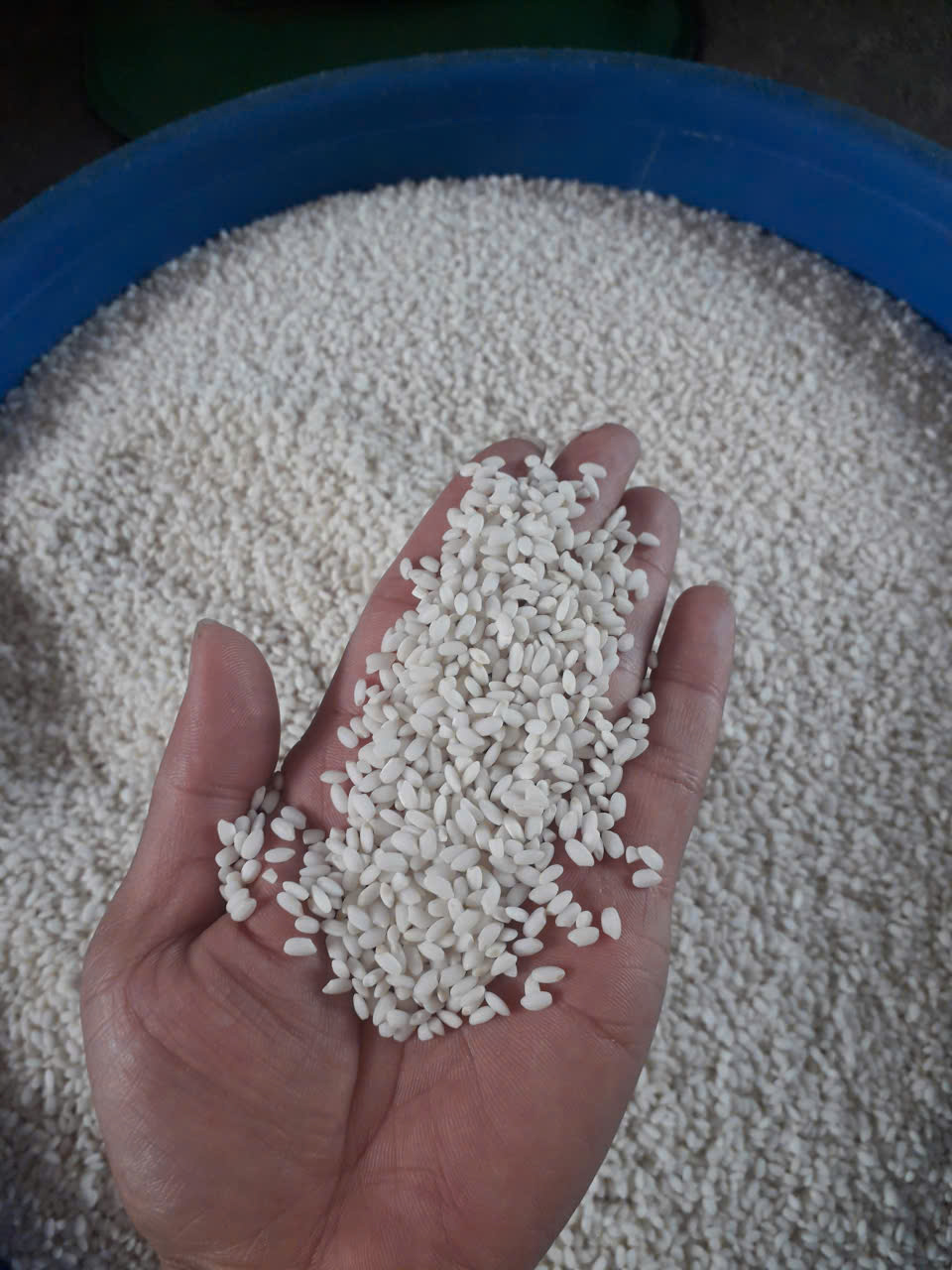 Gạo Nếp Cái Hoa Vàng Thái Sơn - Hợp Tác Xã Nông Nghiệp Thái Sơn Bắc Giang